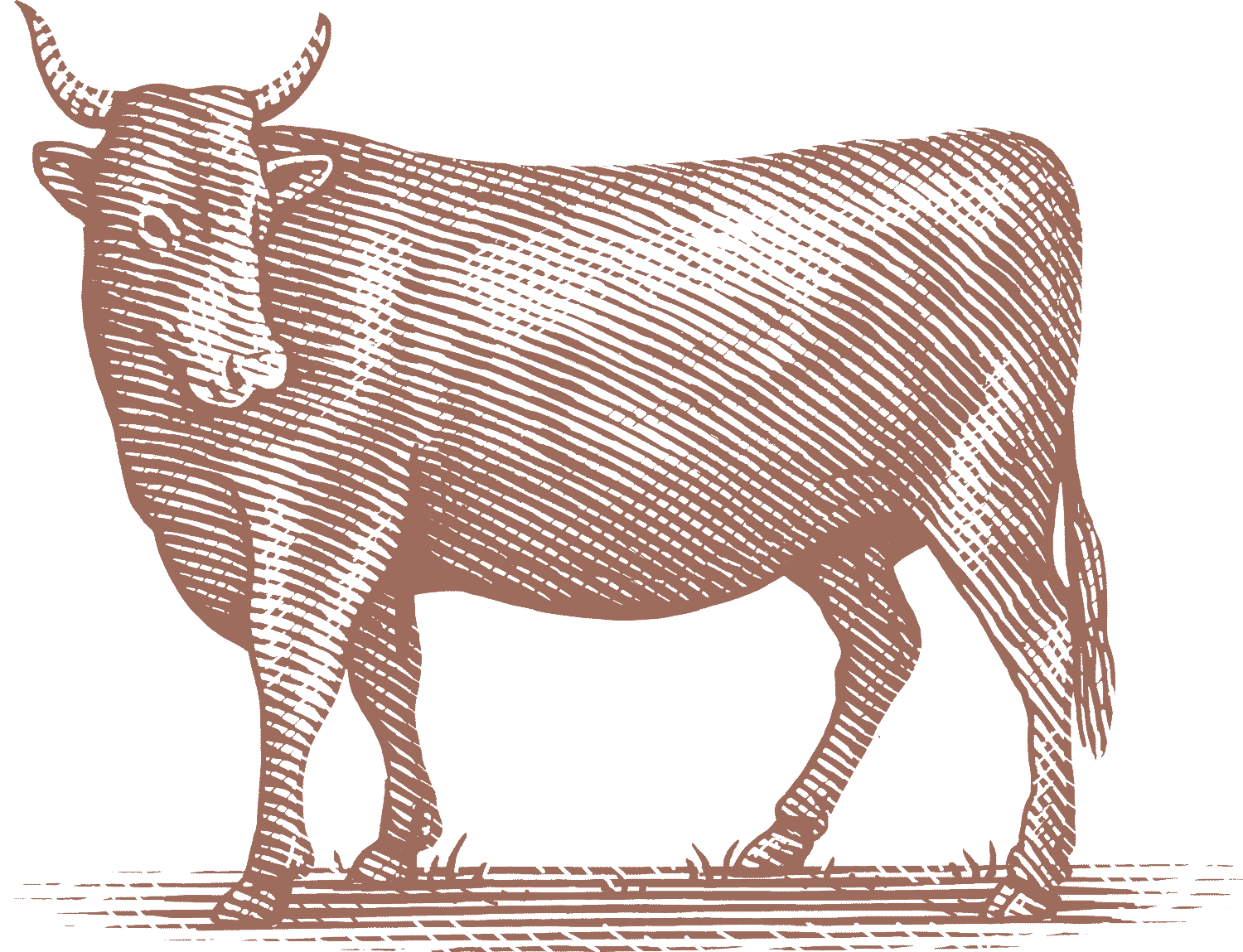 Urban Forager Bull